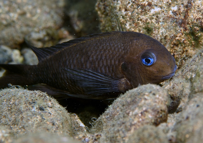 Tropheus polli 'Mkangazi'